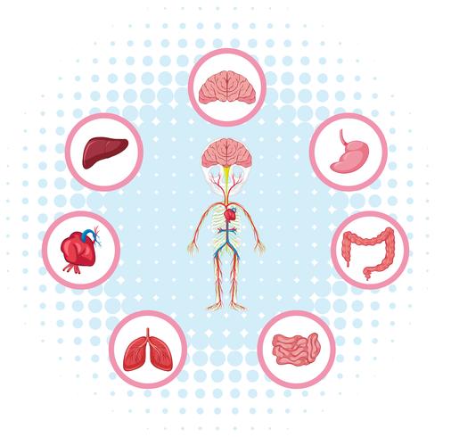 Diagram showing different parts of the body vector