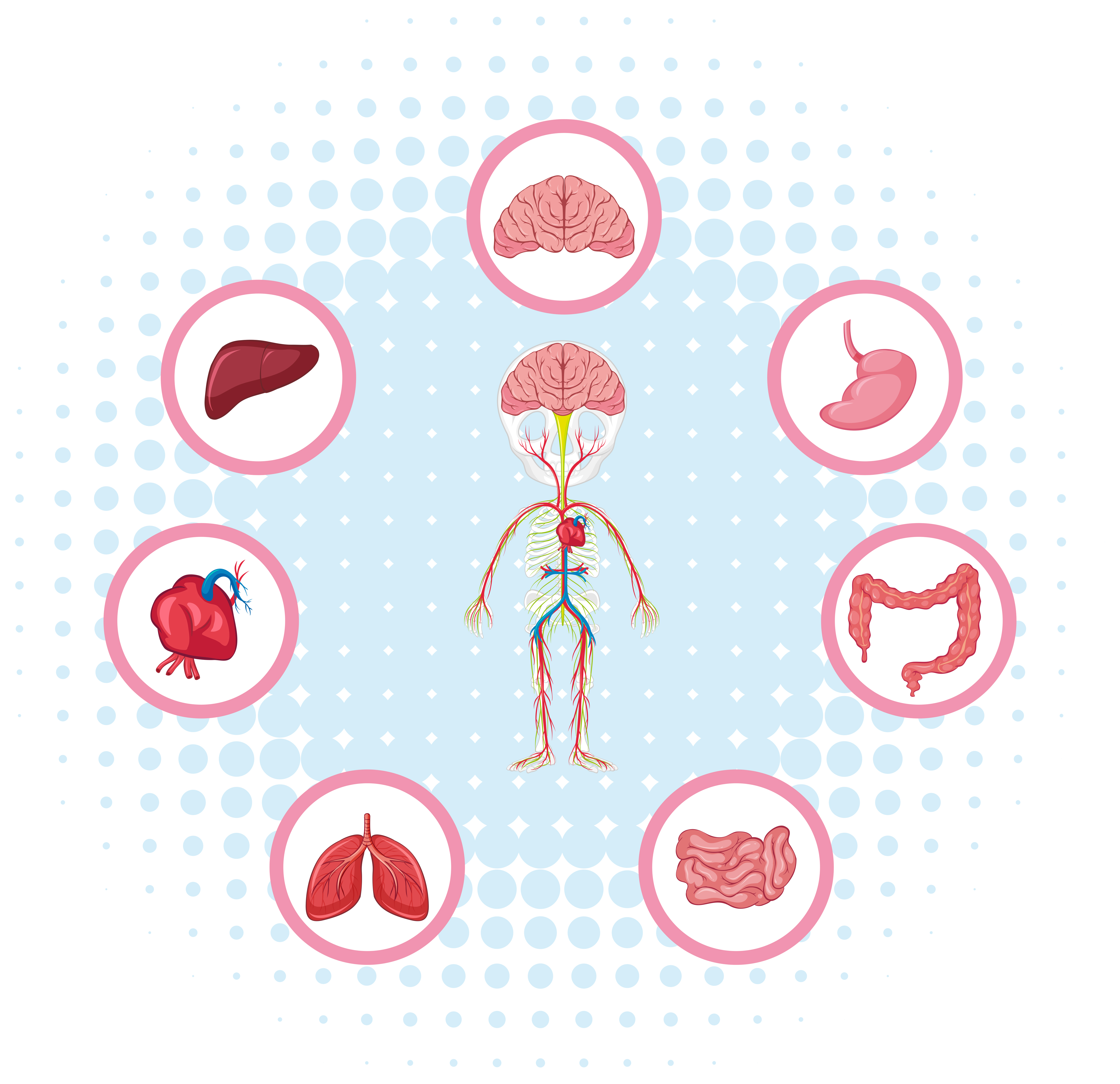 Diagram showing different parts of the body 301375 - Download Free Vectors, Clipart Graphics ...