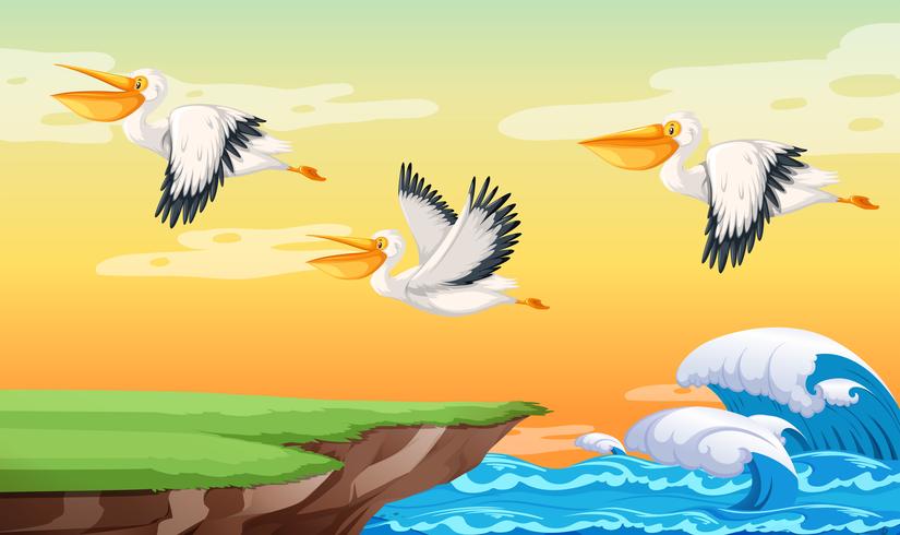 Pelican flying on the sky vector