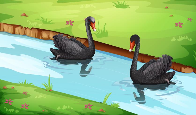 Cisne negro en el lago vector