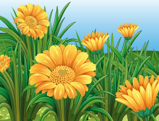 Field of yellow flowers in springtime vector