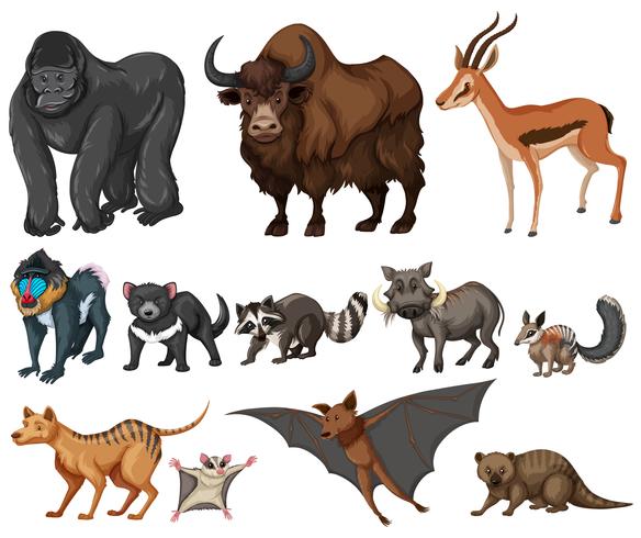 Different kind of wild animals on white - Download Free Vector Art, Stock Graphics & Images