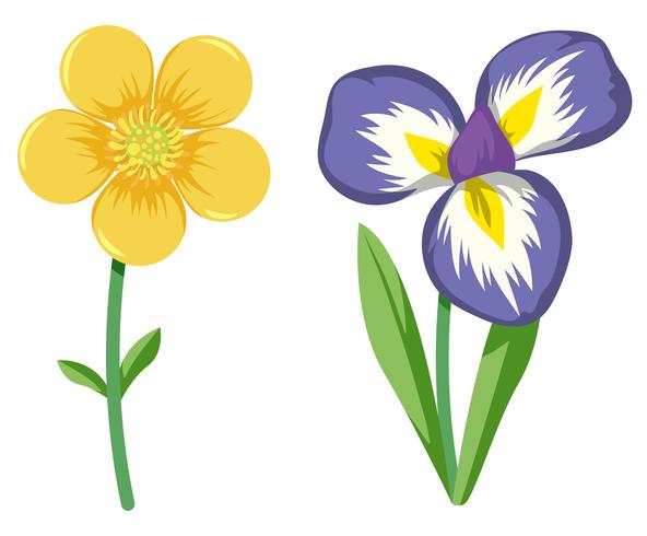 Conjunto de flores de colores vector