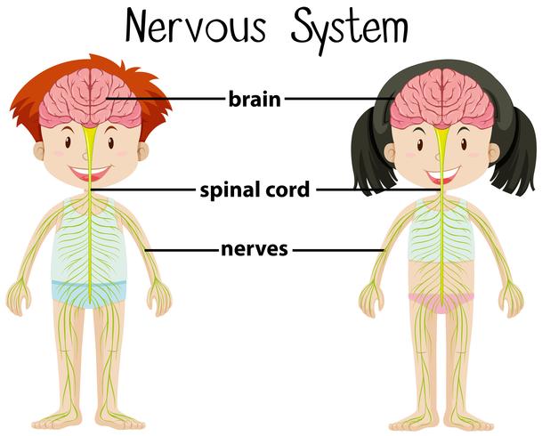 Sistema nervioso de niño y niña. vector