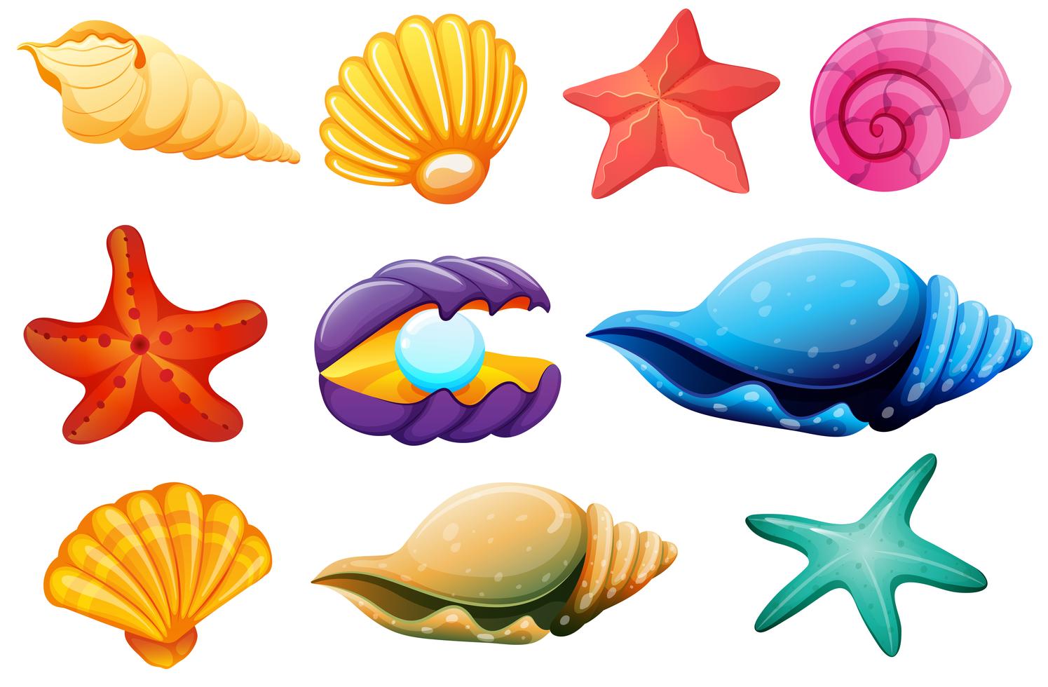 Shell collection 301701 Vector Art at Vecteezy