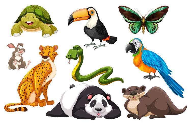 Different kinds of wild animals vector