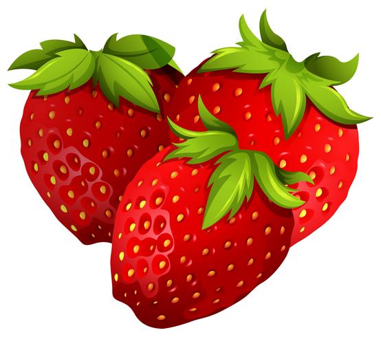 Fresh strawberries on white background vector