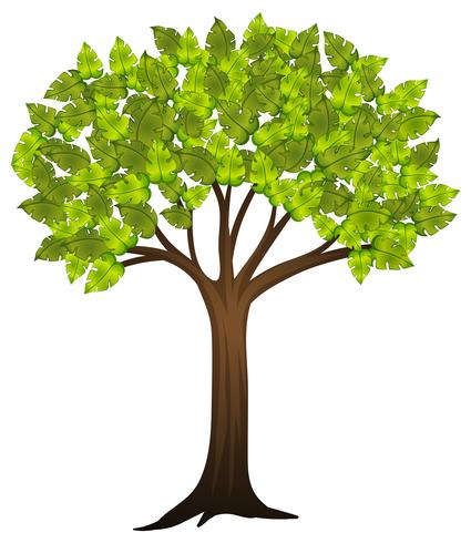 Árbol aislado sobre fondo blanco vector