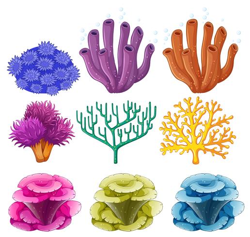 Different types of coral reef vector
