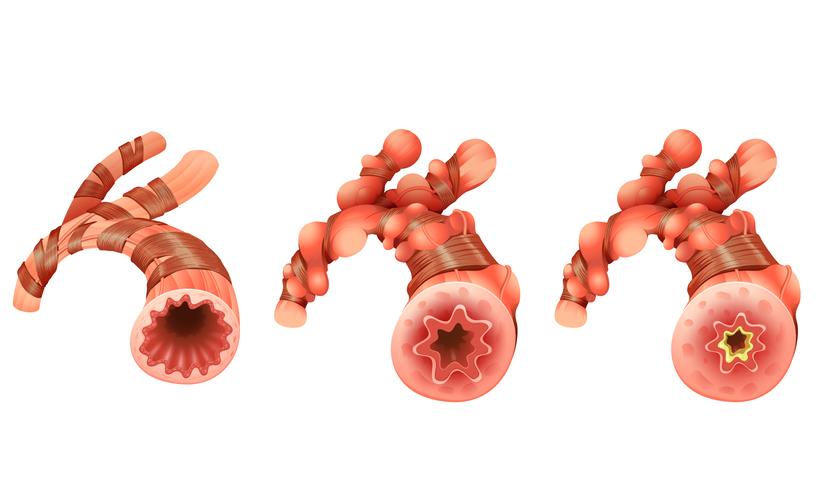 Close up diagram of blood vessel vector