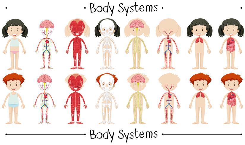 Body system of boy and girl vector