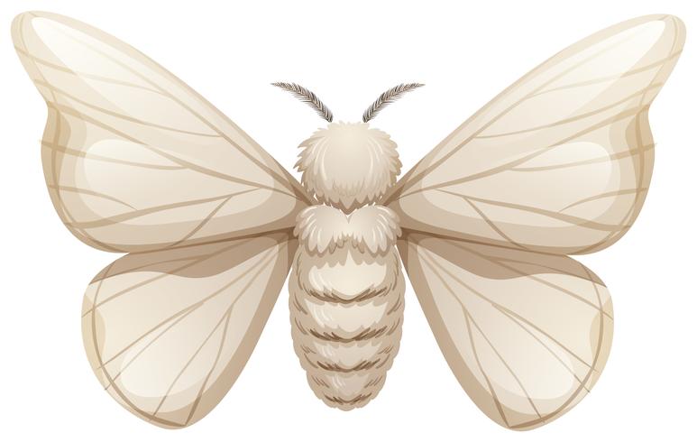 Silkworm on white background vector