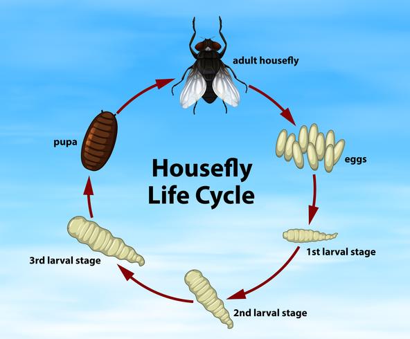 Ciencia ciclo de vida de la mosca doméstica vector