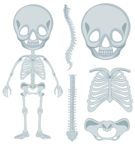 Human skeleton for young kid vector