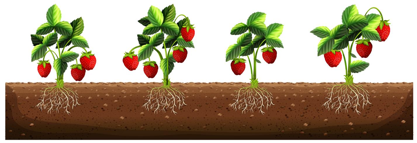 Strawberry plants in the farm vector