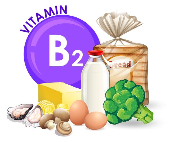 Un conjunto de alimentos con vitamina B2. vector