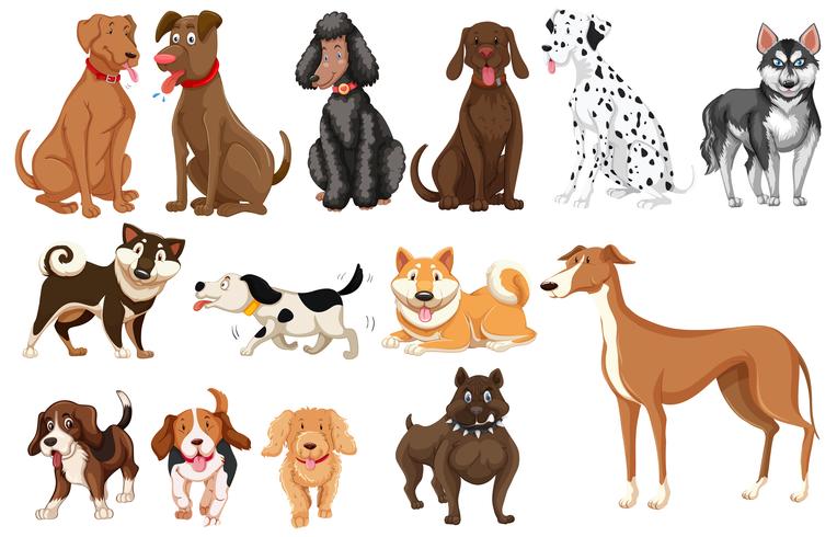 Conjunto de fondo blanco perros vector