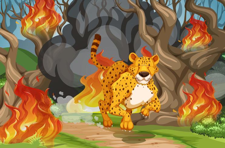 Tigre huir de los incendios forestales vector