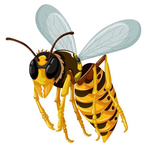 Single wasp flying on white background vector