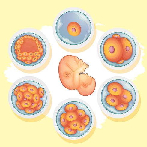 Diagram showing different stages of human baby vector
