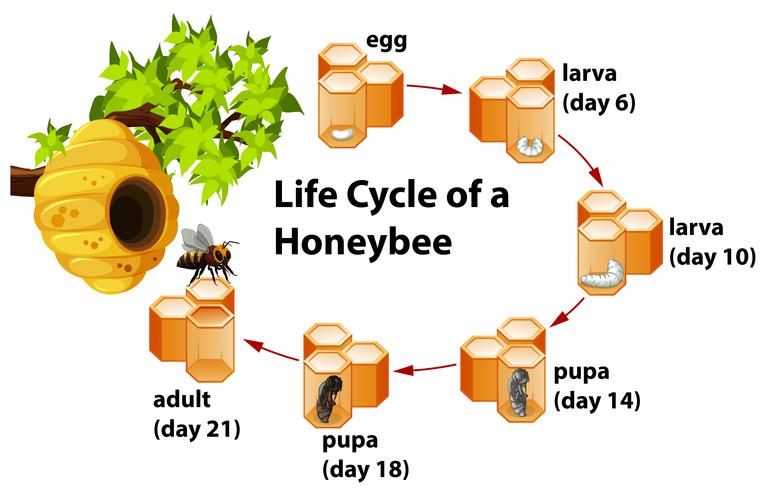 Ciclo de vida de una abeja vector