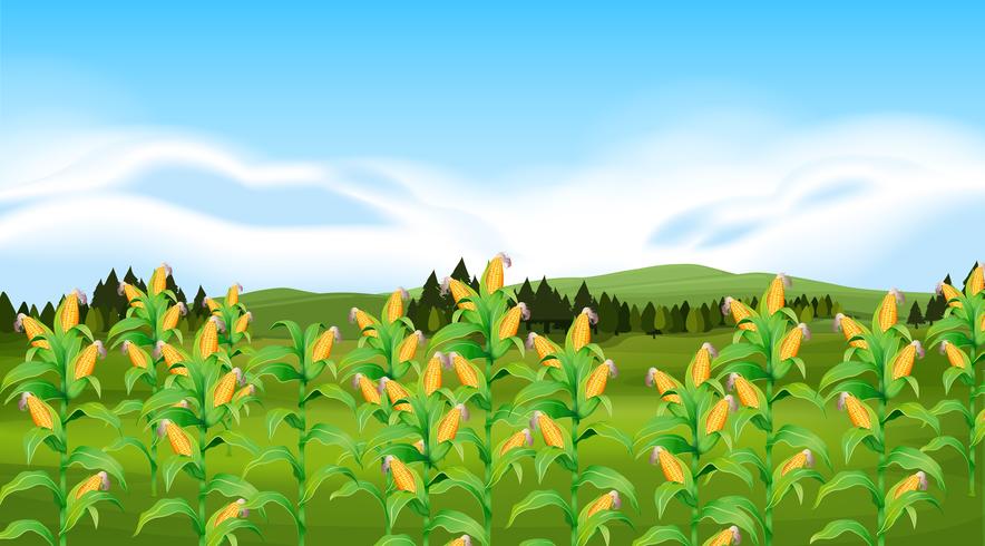 A corn farm landscapr vector