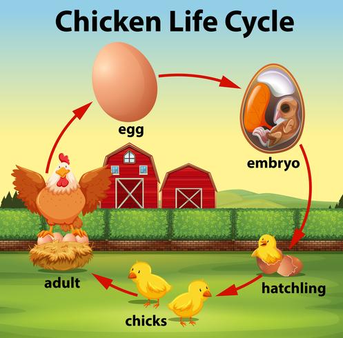 Science chicken life cycle vector