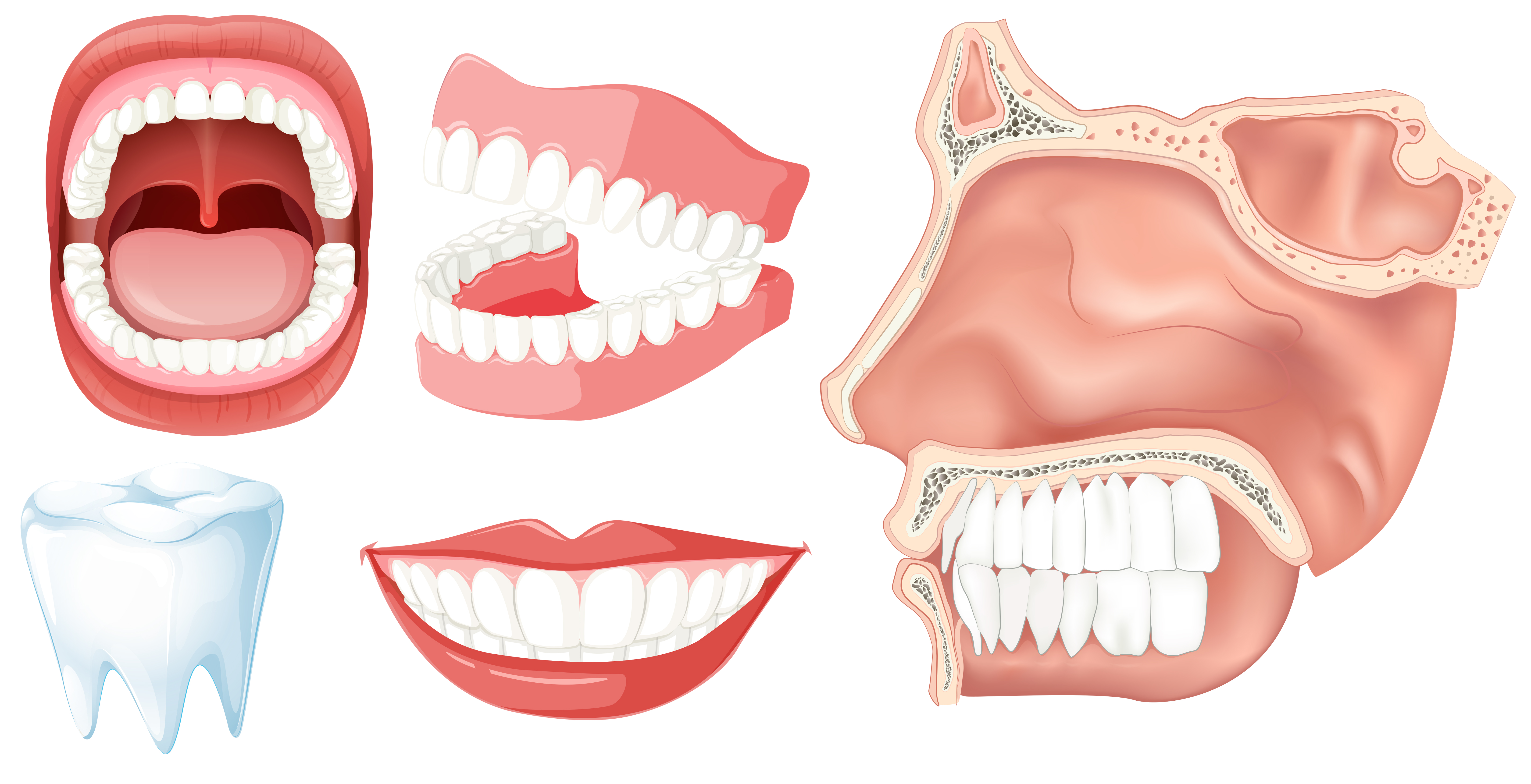 A Set Of Human Teeth 302461 Vector Art At Vecteezy