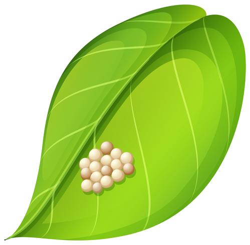 Moth eggs on leaf vector