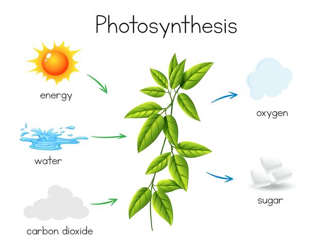 Un vector de fotosíntesis de plantas.