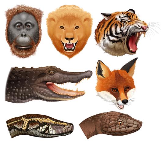 Set of animal heads