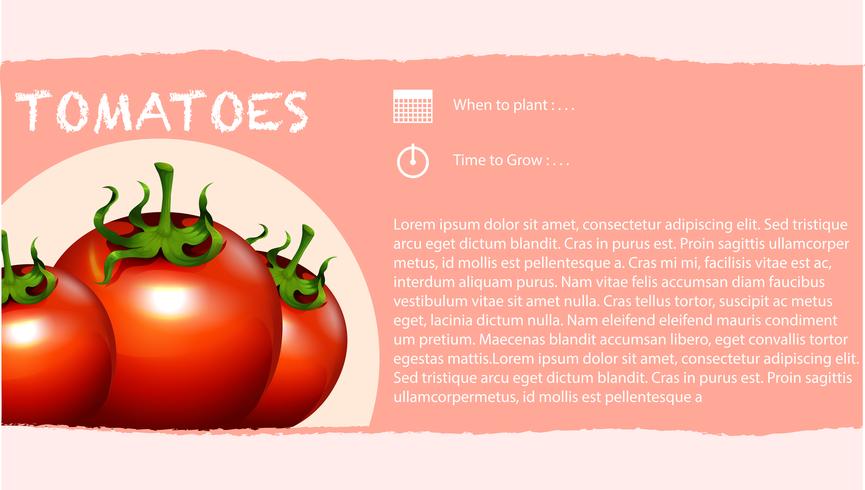 Infografía y tomates frescos. vector