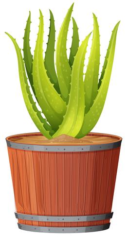 Aloe Plant in the Pot vector