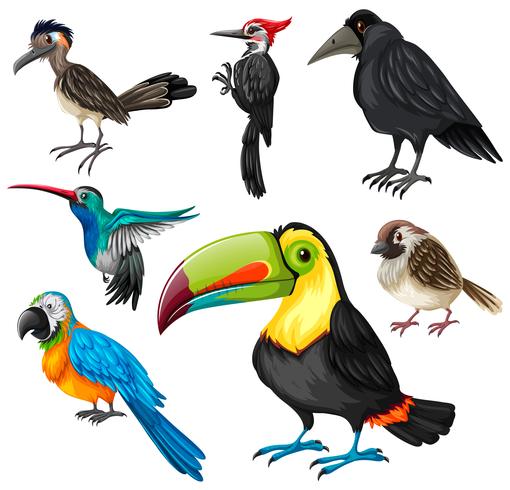 Diferentes tipos de aves silvestres. vector