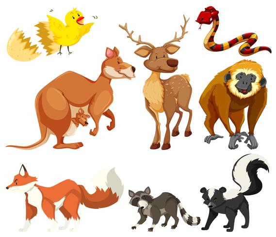 Different types of animals vector