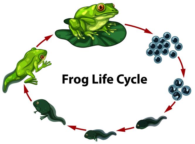 Frog life cycle digram vector