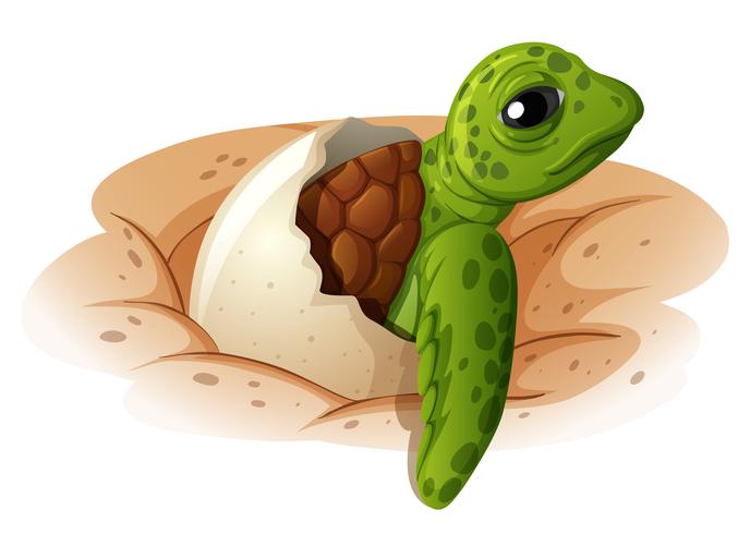 Baby turtle coming out of shell vector