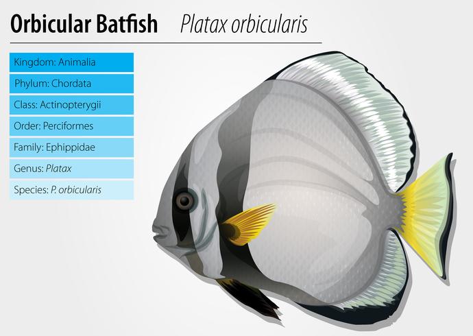 Orbicular batfish vector