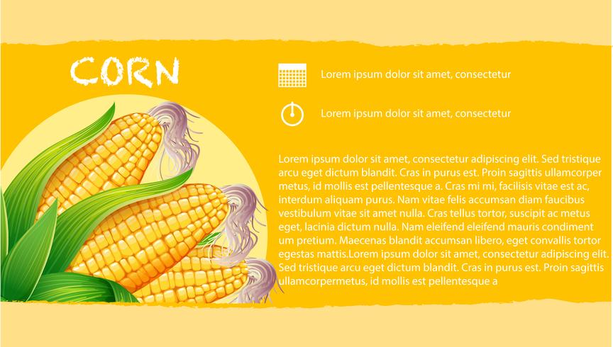 Infographic with corn on the cob vector