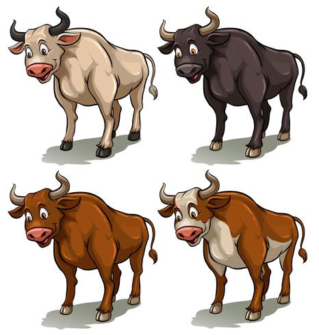 Four bulls vector