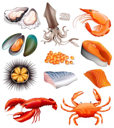 Set of seafood on white background vector