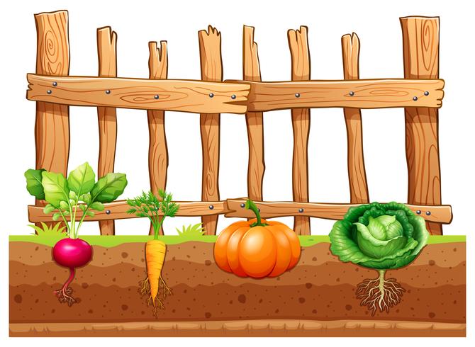 Set of different vegetables vector