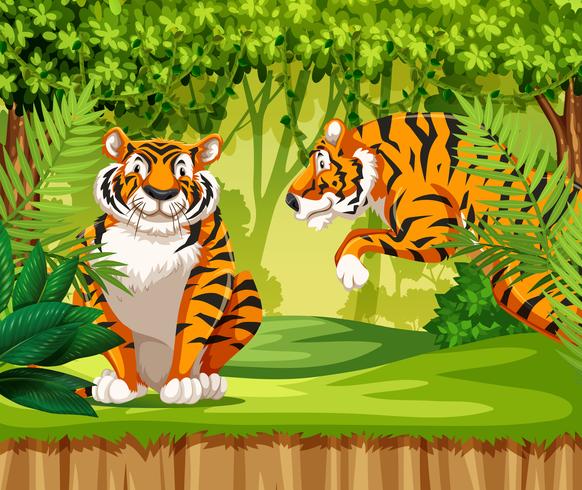 Tigres en la selva vector