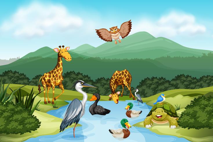Many animals in nature vector