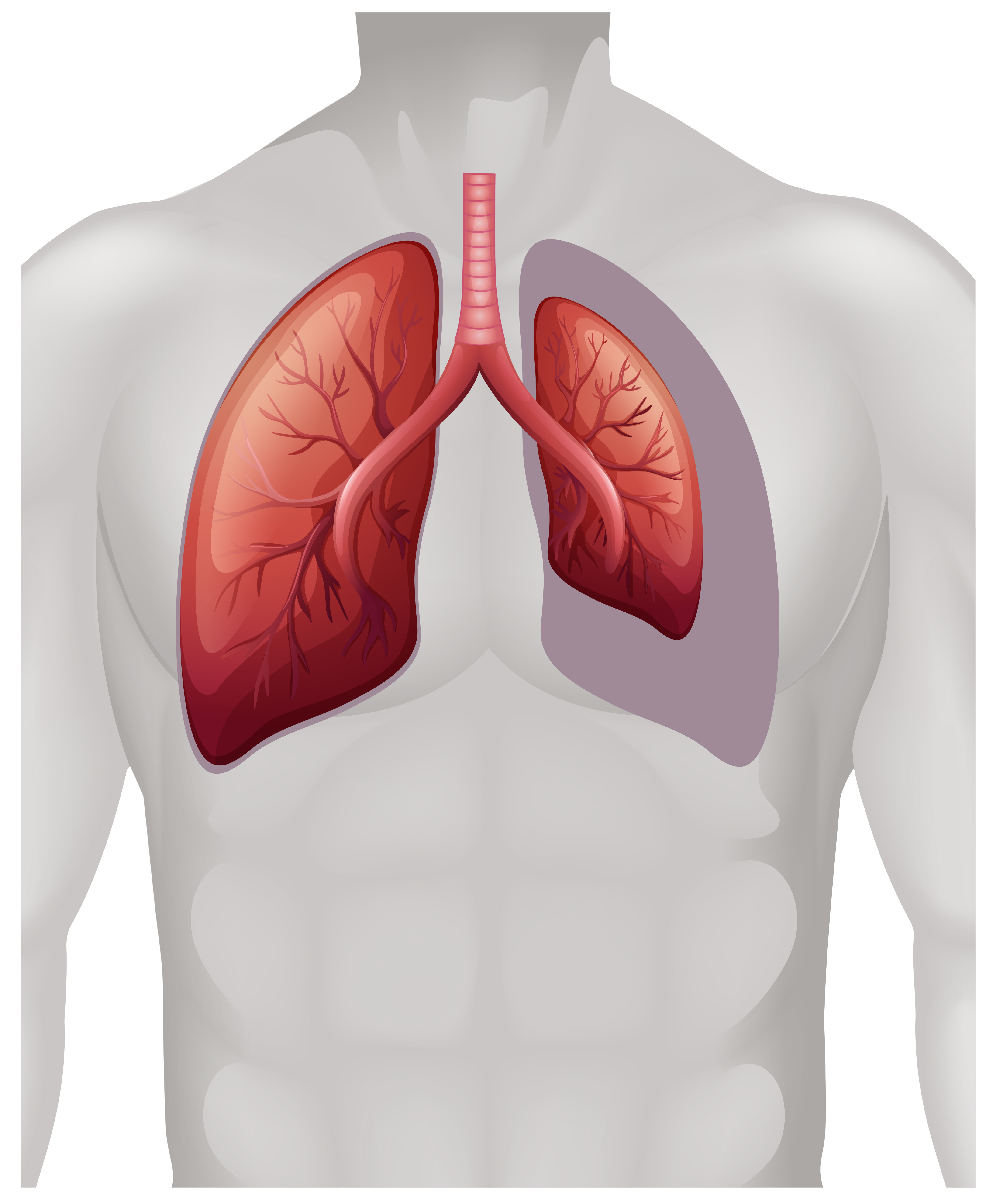 Placement of lungs on human 302868 Vector Art at Vecteezy