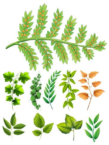 Different types of leaves vector