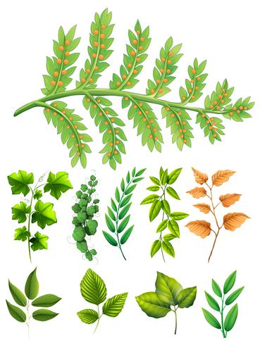 Different types of leaves