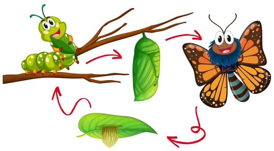 Butterfly life cycle diagram vector