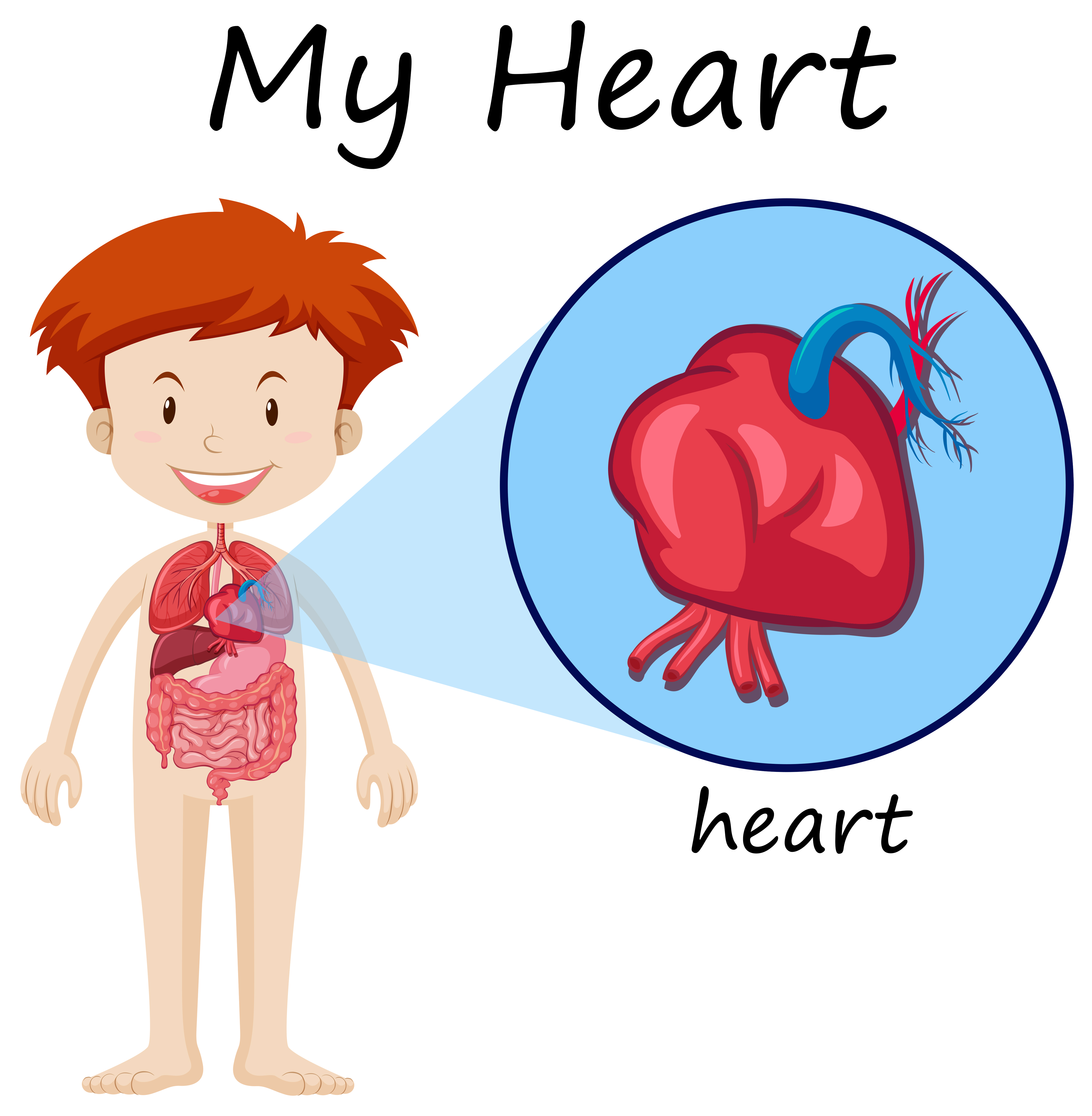 Human Anatomy Diagram With Boy And Heart Download Free Vectors Clipart Graphics Vector Art
