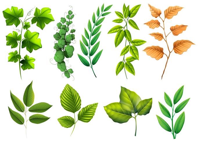 Different Types Of Green Leaves Download Free Vectors Clipart Graphics Vector Art